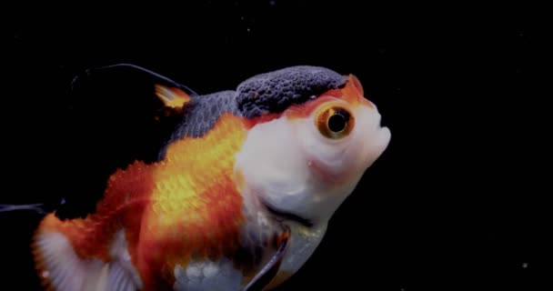 Een Van Schattigste Vissen Aquariumwereld Oranda — Stockvideo
