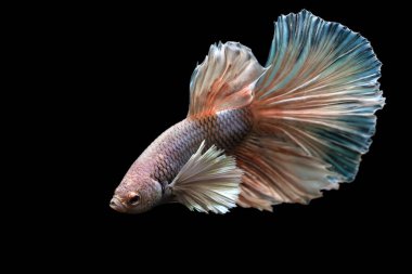 Harika renkleri olan beta balığı. Siyah arka plan. Beta ihtişamı.