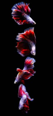 Harika renkleri olan beta balığı. Siyah arka plan. Beta ihtişamı.