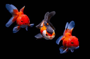 Şirin balık. Oranda. Siyah arkaplan.  