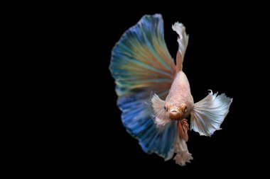 Harika renkleri olan beta balığı. Siyah arka plan. Beta ihtişamı.