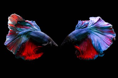 Harika renkleri olan beta balığı. Siyah arka plan. Beta ihtişamı.