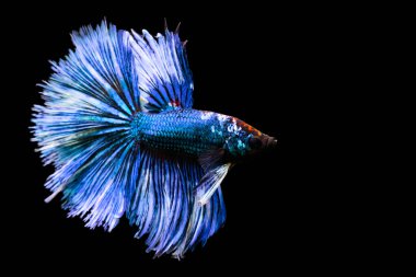 Harika renkleri olan beta balığı. Siyah arka plan. Beta ihtişamı.