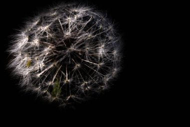 Bir bitkiye yakın çekim. Taraxacum erythrospermum. Kırmızı tohumlu karahindiba. Siyah arkaplan. 