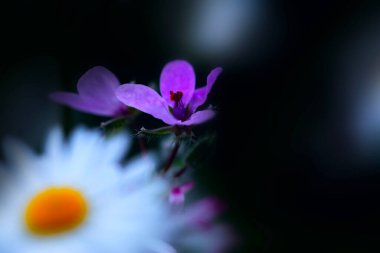 Bir çiçeğin yakın fotoğrafını çek. Lysimachia monelli. Siyah arkaplan.