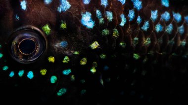 Close up photo of a fish. Rocio Octofasciata (Jack Dempsey). Black background. clipart