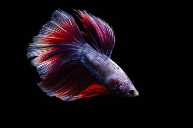 Büyük detayları ve renkleri olan bir betta balığı. Siyah arkaplan.