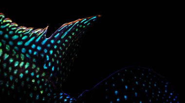 Close up photo of a fish. Rocio Octofasciata (Jack Dempsey). Black background. clipart