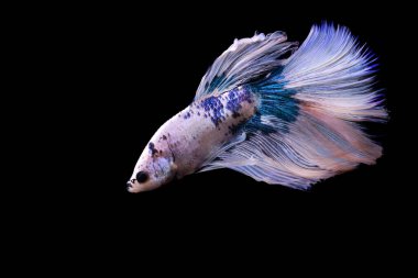 Büyük detayları ve renkleri olan bir betta balığı. Siyah arkaplan.