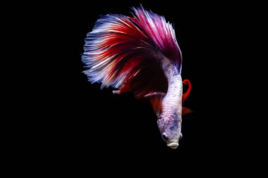 Büyük detayları ve renkleri olan bir betta balığı. Siyah arkaplan.