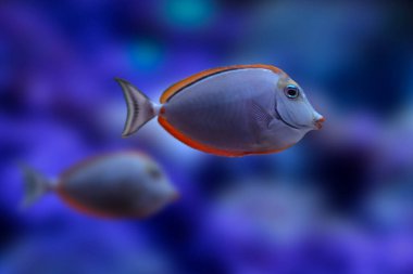 Naso Lituratus. Orange spine unicornfish. Blue water background. clipart