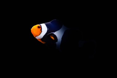Black Photon Clownfish. Dark background. clipart