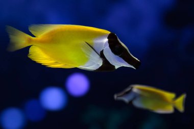 Tilki surat. Siganus vulpinus. Koyu mavi arka plan.  