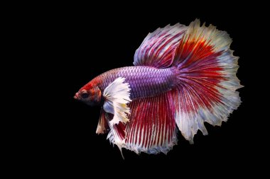 Büyük detayları ve renkleri olan bir betta balığı. Siyah arkaplan.