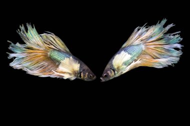 Harika renkleri olan beta balığı. Siyah arka plan. Beta ihtişamı.