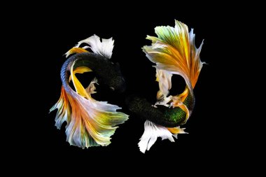 Harika renkleri olan beta balığı. Siyah arka plan. Beta ihtişamı.