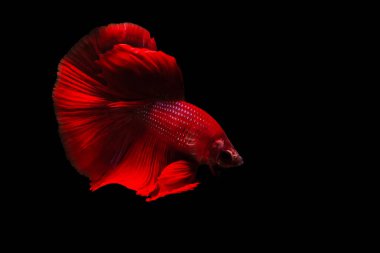 Harika renkleri olan beta balığı. Siyah arka plan. Beta ihtişamı.