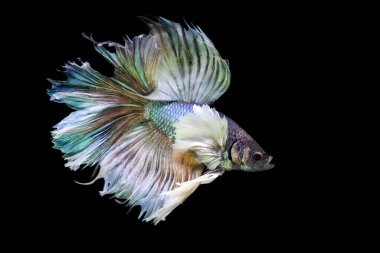 Harika renkleri olan beta balığı. Siyah arka plan. Beta ihtişamı.