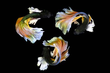 Harika renkleri olan beta balığı. Siyah arka plan. Beta ihtişamı.