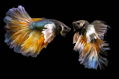 Harika renkleri olan beta balığı. Siyah arka plan. Beta ihtişamı.