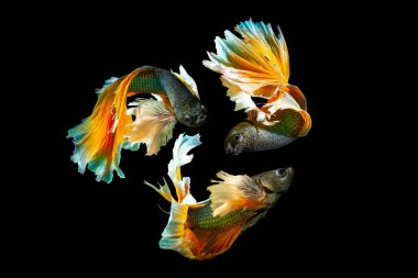 Harika renkleri olan beta balığı. Siyah arka plan. Beta ihtişamı.