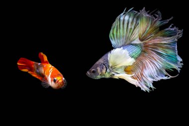 Harika renkleri olan beta balığı. Siyah arka plan. Beta ihtişamı.