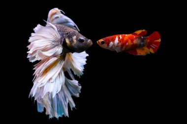 Harika renkleri olan beta balığı. Siyah arka plan. Beta ihtişamı.