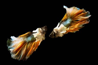 Harika renkleri olan beta balığı. Siyah arka plan. Beta ihtişamı.