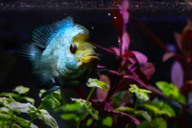 Çiçek Boynuzu. Cichlid. Siyah arkaplan.