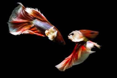 Harika renkleri olan beta balığı. Siyah arka plan. Beta ihtişamı.