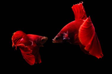 Harika renkleri olan beta balığı. Siyah arka plan. Beta ihtişamı.