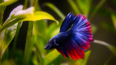 Harika renkleri olan beta balığı. Siyah arka plan. Beta ihtişamı.