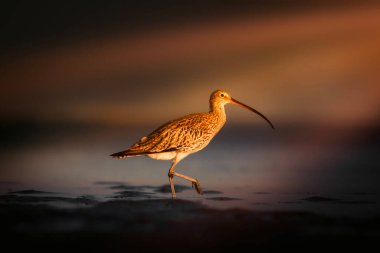 Kıvırcık. Renkli doğa geçmişi. Avrasya kıvırcığı. Numenius arquata.