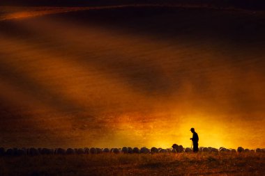 Silhouettes of a shepherd and his flock at sunset. Sunset background. clipart