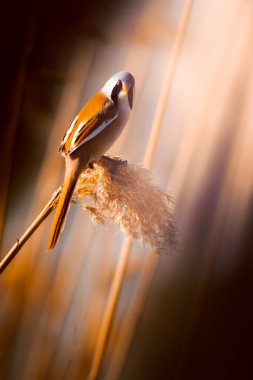 Sevimli kuş. Sakallı Sazlık. Sarı Doğa arka plan.