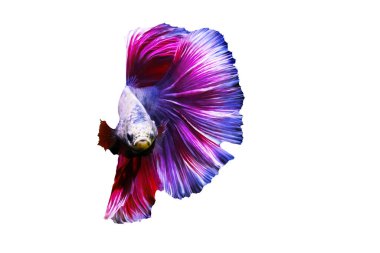 Beta balıkları su dünyasının en farklı ve en güzel canlılarından biridir. İzole görüntü. Beyaz arkaplan.