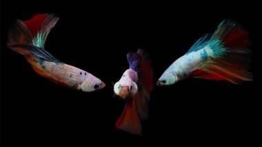 Beta balıkları su dünyasının en farklı ve en güzel canlılarından biridir. Siyah arkaplan.