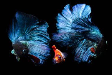 Beta balığı, en estetik su canlılarından biri. Siyah arkaplan. 