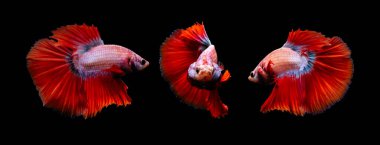 Beta balığı, en estetik su canlılarından biri. Siyah arkaplan. 