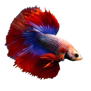 Beta balığı, en estetik su canlılarından biri. İzole görüntü. Beyaz arkaplan. 
