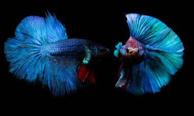 Beta balığı, en estetik su canlılarından biri. Siyah arkaplan. 