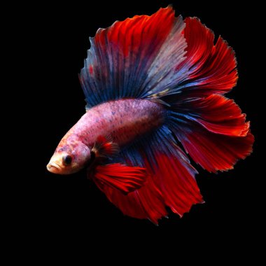 Beta balığı, en estetik su canlılarından biri. Siyah arkaplan. 