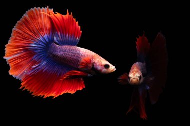 Beta balığı, en estetik su canlılarından biri. Siyah arkaplan. 