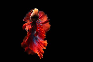 Beta balığı, en estetik su canlılarından biri. Siyah arkaplan. 