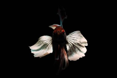 Beta balığı, en estetik su canlılarından biri. Siyah arkaplan. 