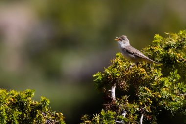 Upcher's Warbler. Hippolais Lagida. Yeşil doğa arkaplanı.
