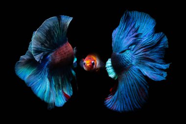 Beta balığı, en estetik su canlılarından biri. Siyah arkaplan. 