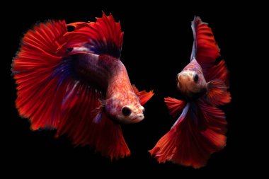 Beta balığı, en estetik su canlılarından biri. Siyah arkaplan. 