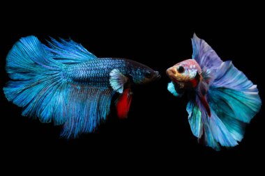 Beta balığı, en estetik su canlılarından biri. Siyah arkaplan. 