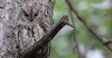 Baykuş. Avrasya Baykuşu. (Otus vurur). Yeşil doğa arkaplanı.